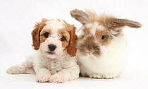 Cute red-and-white Cavapoo puppy, 5 weeks, with sandy-and-white rabbit, against white background