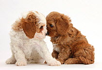 Cute red and red-and-white Cavapoo puppies, 5 weeks, staring lovingly into each other's eyes, against white background