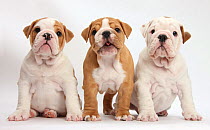 RF- Three bulldog puppies, against white background (This image may be licensed either as rights managed or royalty free.)