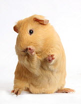 Yellow Guinea pig looking bashful, against white background
