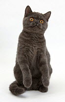 Grey kitten with raised paws, against white background