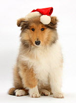 Rough Collie pup, Laddie, 14 weeks, wearing a Father Christmas hat, against white background