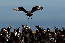 Gentoo penguins (Pygoscelis papua) calling and defending their eggs from Southern Skua (Stercorarius antarcticus) hunting for unattended eggs or chicks, Sea Lion island, The Falklands, South Atlantic.