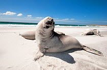 Southern Elephant seal (Mirounga leonina) weaned pup on beach, Sea Lion Island, The Falklands.