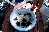 Green Turtle (Chelonia mydas) hatchlings in bowl prior to being released at sea from Karan Island, Saudi Arabia, Arabian Gulf.