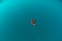Green Turtle (Chelonia mydas) hatchling swimming out to deep water from Karan Island, Saudi Arabia, Arabian Gulf.