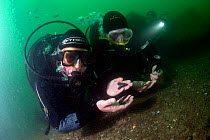 Presenter Mary-Anne Ochota, examining copper keel pins on the wreck of HMS Colossus, Scilly Isles, UK. On location for tv programme  Britain's Secret Treasures. July 2013.