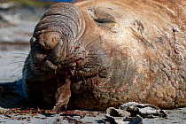 Southern Elephant seal (Mirounga leonina) with Blackish cinclodes (Cinclodes antarcticus) bird feeding on blood of Elephant seals bloody nose. Sea Lion Island, The Falklands, November.