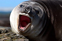Southern Elephant seal (Mirounga leonina) weaned pup yawning on beach. Sea Lion Island. The Falklands, November.