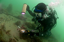 Maritime archaeologist examining fragment of porcelain on the wreck of the 1st Rate man-of-war, HMS Invincible - wrecked in 1758. Eastern Solent Channel. England, UK, August 2013.
