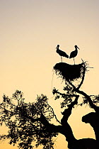 White stork (Ciconia ciconia) pair silhouetted on nest at sunset near Castro Verde, Alentejo, Portugal, February.