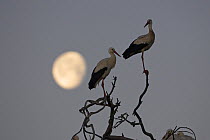 White stork (Ciconia ciconia) two perched in tree at sunrise with moon, near Castro Verde, Alentejo, Portugal, February.