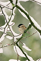 Marsh tit (Parus palustris) perched on snowy branch, New Forest National Park, Hampshire, England, UK, January.