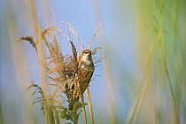 Great reed warbler (Acrocephalus arundinaceus) perched in Common reed (Phragmites australis) in marshland near Tiszaalpar, Hungary, June.