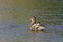 Garganey (Anas querquerdula) adult male in eclipse plumage bathing in pool near Tiszaalpar, Hungary, June.