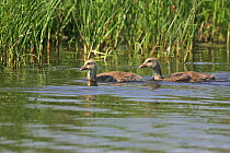 Greylag goose (Anser anser) juveniles swimming in marshland pool near Tiszaalpar, Hungary, June.