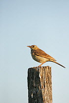 Tawny pipit (Anthus campestris) perched on fence post near Tiszaalpar, Hungary, June.