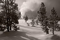 Black and white photograph of Old Faithful erupting in the Upper Geyser Basin of Yellowstone National Park, Wyoming, USA, February 2011.