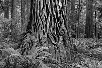 Black and white photograph of Redwood trees in Jedediah Smith Redwoods State Park, California, USA, June.