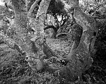 Black and white photograph of Coastal live oak (Quercus agrifolia) trees in Los Osos Oak Reserve, California, USA.