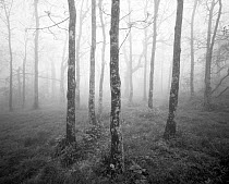 Black and white photograph of misty forest at the start of the Appalachian Trail on Springer Mountain, Georgia, USA.