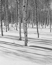 Black and white photograph of snowy winter landscape with Aspen (Populus) trees in Ashely National Forest, Utah, USA.