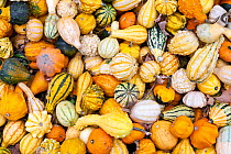 Mixed pumpkins, North Carolina, USA, October.