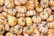 Pump-Ke-Mon pumpkins, North Carolina, USA, October.