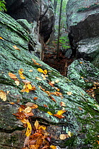 Moore's Wall, metamorphic quartzite crag, Hanging Rock State Park. North Carolina, USA, October 2013.