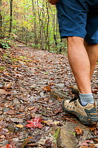 Feet of hiker on the Moore's Wall Loop part of the Mountain-to-Sea Trail in hanging Rock State Park. North Carolina, USA, October 2013.