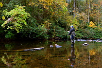 Alan McDonald  fishing below Hooker Falls in the DuPont State Forest, Transylvania County, North Carolina, USA, October 2013. Model released.