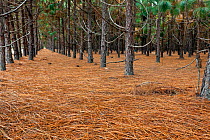 Planted pine forest along State Highway  near Fair Bluff. North Carolina, USA, October 2013.