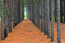 Planted pine forest along State Highway  near Fair Bluff. North Carolina, USA, October 2013.