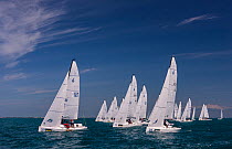 Fleet of white sail boats racing in Key West Race Week 2013, Florida. All non-editorial uses must be cleared individually.