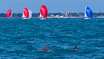 Dolphins swim by racers during Key West Race Week 2013, Gulf of Mexico, Florida. All non-editorial uses must be cleared individually.