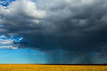 Clouds and storm, Masai-Mara game reserve, Kenya, August 2013