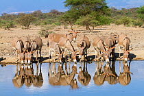 Donkeys at a waterhole, around lake Magadi, Kenya, October