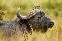 African buffalo (Syncerus caffer) male with a yellow-billed oxpecker (Buphagus africanus) Masai-Mara game reserve, Kenya, October