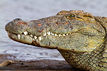 Nile crocodile (Crocodylus niloticus) close-up, Masai-Mara game reserve, Kenya, September