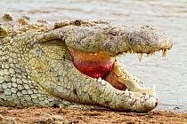 Nile crocodile (Crocodylus niloticus) yawning, Masai-Mara game reserve, Kenya, September