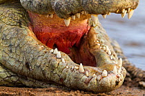 Nile crocodile (Crocodylus niloticus) close-up, Masai-Mara game reserve, Kenya, September