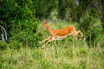Impala (Aepyceros melampus) jumping, Masai-Mara game reserve, Kenya, October