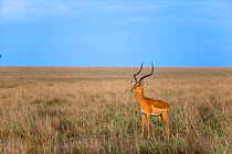 Impala (Aepyceros melampus) male, Masai-Mara game reserve, Kenya, October