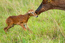 Topi (Damaliscus korrigum) mother and newborn just after birth, Masai-Mara game reserve, Kenya, October