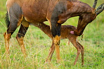Topi (Damaliscus korrigum) mother and newborn just after birth, first suckling, Masai-Mara game reserve, Kenya, October