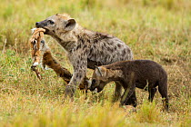 Spotted hyena (Crocuta crocuta) young playing with the skin of a baby Thomson's gazelle, Masai-Mara game reserve, Kenya, August