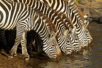 Grant's zebra (Equus burchelli granti) drinking in the Mara river, Masai-Mara game reserve, Kenya, October
