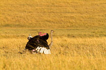 Ostrich (Struthio camelus) mating, Masai-Mara game reserve, Kenya, September