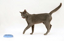 Blue Tonkinese cat walking towards food bowl, whilst licking mouth, against white background