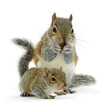 Grey squirrel (Sciurus carolinensis) adult and baby, against white background.